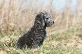 BEDLINGTON TERRIER 126